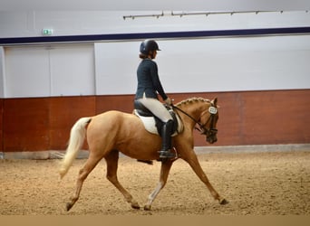 Pony tedesco, Giumenta, 3 Anni, 144 cm, Palomino