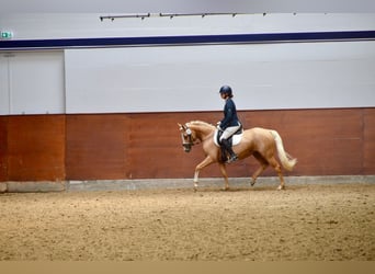 Pony tedesco, Giumenta, 3 Anni, 144 cm, Palomino
