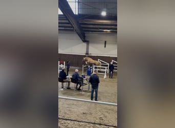 Pony tedesco, Giumenta, 3 Anni, 144 cm, Palomino