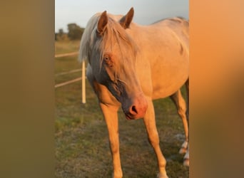 Pony tedesco, Giumenta, 3 Anni, 144 cm, Perlino