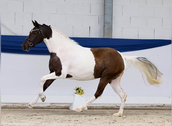 Pony tedesco, Giumenta, 3 Anni, 144 cm, Pezzato