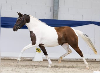 Pony tedesco, Giumenta, 3 Anni, 144 cm, Pezzato