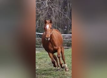 Pony tedesco, Giumenta, 3 Anni, 144 cm, Sauro