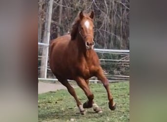 Pony tedesco, Giumenta, 3 Anni, 144 cm, Sauro