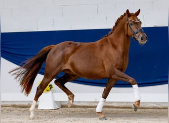 Pony tedesco, Giumenta, 3 Anni, 144 cm, Sauro scuro