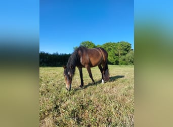 Pony tedesco, Giumenta, 3 Anni, 145 cm, Baio