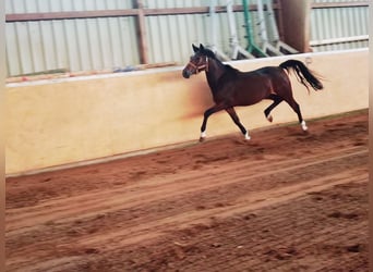 Pony tedesco, Giumenta, 3 Anni, 145 cm, Baio