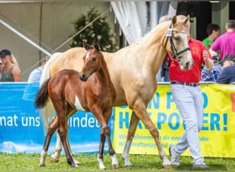 Pony tedesco, Giumenta, 3 Anni, 145 cm, Baio