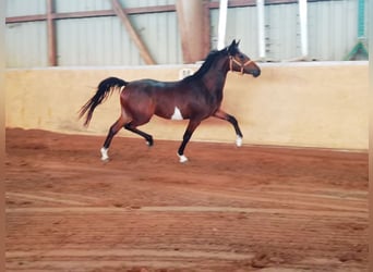 Pony tedesco, Giumenta, 3 Anni, 145 cm, Baio