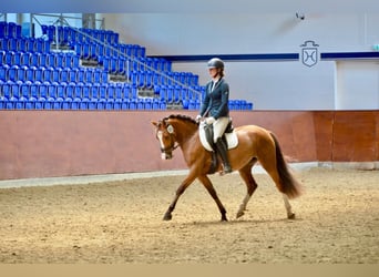 Pony tedesco, Giumenta, 3 Anni, 145 cm, Baio