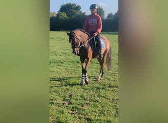 Pony tedesco Mix, Giumenta, 3 Anni, 145 cm, Baio