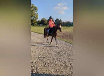 Pony tedesco Mix, Giumenta, 3 Anni, 145 cm, Baio