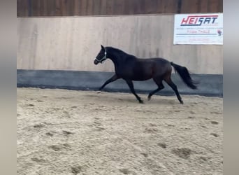 Pony tedesco, Giumenta, 3 Anni, 145 cm, Baio scuro