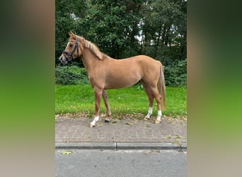Pony tedesco, Giumenta, 3 Anni, 145 cm