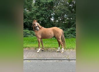 Pony tedesco, Giumenta, 3 Anni, 145 cm