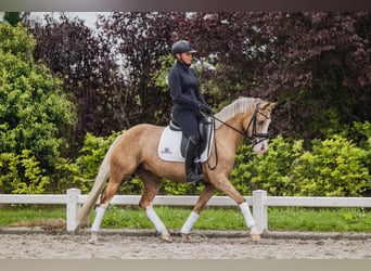 Pony tedesco, Giumenta, 3 Anni, 145 cm, Palomino