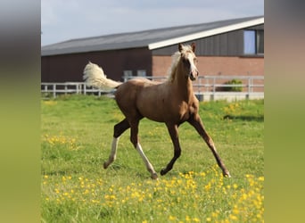 Pony tedesco, Giumenta, 3 Anni, 145 cm, Palomino