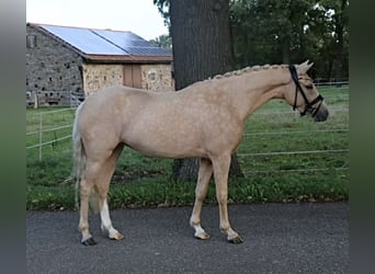 Pony tedesco, Giumenta, 3 Anni, 145 cm, Palomino