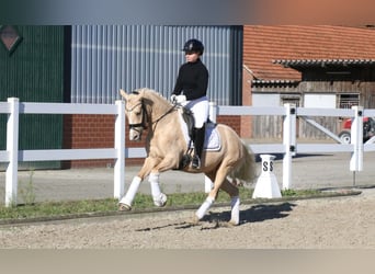 Pony tedesco, Giumenta, 3 Anni, 145 cm, Palomino