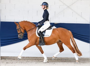 Pony tedesco, Giumenta, 3 Anni, 145 cm, Sauro