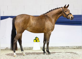 Pony tedesco, Giumenta, 3 Anni, 146 cm, Baio
