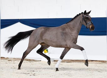 Pony tedesco, Giumenta, 3 Anni, 146 cm, Baio scuro