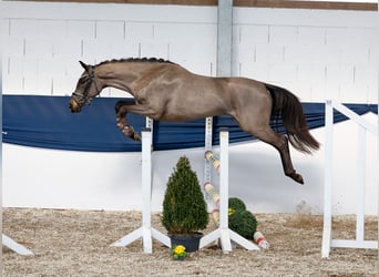Pony tedesco, Giumenta, 3 Anni, 146 cm, Baio scuro