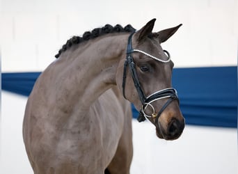 Pony tedesco, Giumenta, 3 Anni, 146 cm, Baio scuro