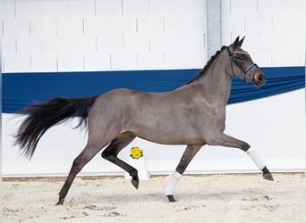 Pony tedesco, Giumenta, 3 Anni, 146 cm, Baio scuro