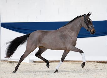 Pony tedesco, Giumenta, 3 Anni, 146 cm, Baio scuro