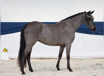 Pony tedesco, Giumenta, 3 Anni, 146 cm, Baio scuro
