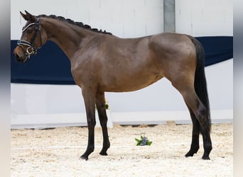 Pony tedesco, Giumenta, 3 Anni, 146 cm, Baio scuro