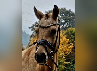 Pony tedesco, Giumenta, 3 Anni, 146 cm, Falbo