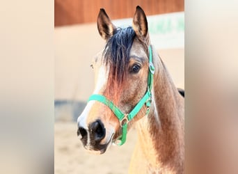 Pony tedesco, Giumenta, 3 Anni, 146 cm, Falbo