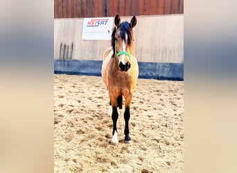 Pony tedesco, Giumenta, 3 Anni, 146 cm, Falbo