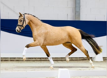 Pony tedesco, Giumenta, 3 Anni, 146 cm, Falbo