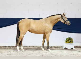 Pony tedesco, Giumenta, 3 Anni, 146 cm, Falbo