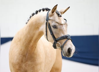 Pony tedesco, Giumenta, 3 Anni, 146 cm, Falbo