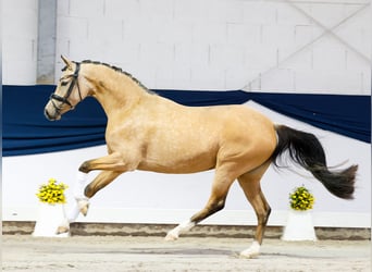 Pony tedesco, Giumenta, 3 Anni, 146 cm, Falbo