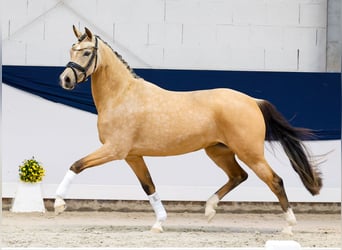 Pony tedesco, Giumenta, 3 Anni, 146 cm, Falbo