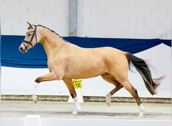 Pony tedesco, Giumenta, 3 Anni, 146 cm, Falbo