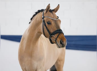 Pony tedesco, Giumenta, 3 Anni, 146 cm, Falbo