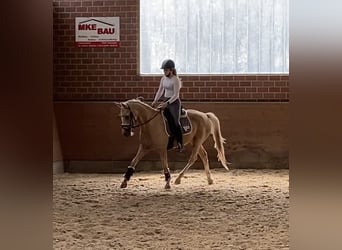 Pony tedesco, Giumenta, 3 Anni, 146 cm, Palomino