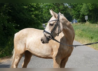 Pony tedesco, Giumenta, 3 Anni, 146 cm, Palomino