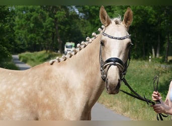 Pony tedesco, Giumenta, 3 Anni, 146 cm, Palomino