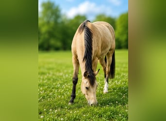 Pony tedesco, Giumenta, 3 Anni, 146 cm, Pelle di daino
