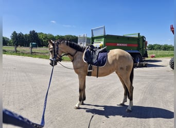 Pony tedesco, Giumenta, 3 Anni, 146 cm, Pelle di daino