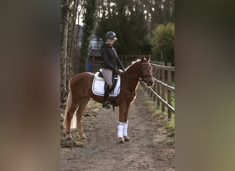 Pony tedesco, Giumenta, 3 Anni, 146 cm, Sauro