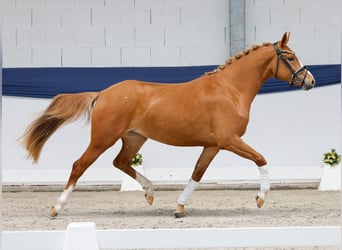 Pony tedesco, Giumenta, 3 Anni, 146 cm, Sauro