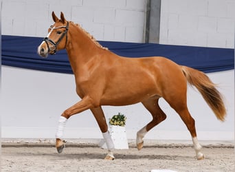 Pony tedesco, Giumenta, 3 Anni, 146 cm, Sauro